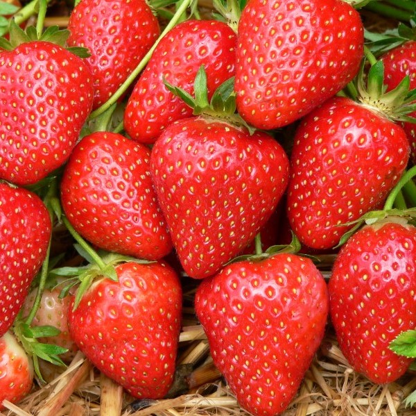 Земляника Кристина